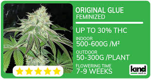 Discover the Future #1 Strain The Next Generation of Cannabis Discover the Future #1 Strain The Next Generation of Cannabis